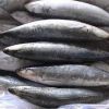 Buy Fresh Sardines Online, European Frozen Sardines, Frozen Bonito, Frozen Horse Mackerel, Frozen Mackerel Available