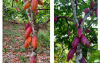 Brown Cocoa beans F2