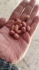 G-category Peanuts
