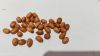 G-category Peanuts