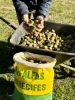 Pure Alfalfa Cubes - P...