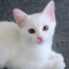 Cat Sitting Services i...