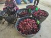 Organic Dried Roselle