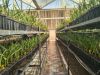 palm tissue culture