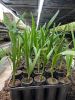 palm tissue culture
