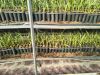 palm tissue culture