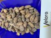 Cocoa Beans Uganda 