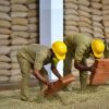 Arabica & Robusta Coffee Beans