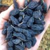 Black Currant Black Grape