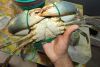 Live Mud Crabs