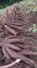 Fresh Cassava