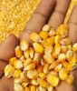 Maize, Yellow Maize, Corn