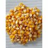 Maize, Yellow Maize, Corn