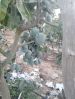 Egyptian Premium Keitt...