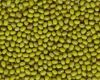 green mung beans