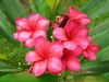 Plumeria Mixed Varieti...