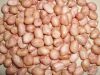 PEANUT SUPPLIERS FROM ...