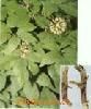 siberian Ginseng powde...