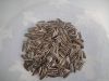 2012 new striped sunflower seeds 909