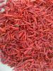 chilli products&iuml;&...
