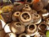 Nuts Brazil