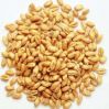 Australian wheat