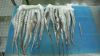 Frozen Jumbo Squid ten...