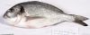 seabass, sea bream, ra...