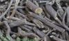 Liquorice Roots - Paki...