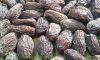 Dry Dates - Pakistan O...