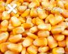 Yellow Corn