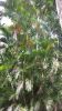 Dypsis lutescens 1000 ...