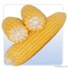 Maize | Maize Exporter...