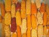  Maize | Maize Exporte...