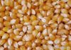 Yellow corn