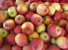  Fresh Fuji Apples/Fresh Mangos/Fresh Mangosteen/Fresh Melons/Fresh Oranges/Fresh Pineapples/Fresh Pomegranates/Fresh Water Melons/Fuji Apples/Young Coconuts/Fresh Lemons