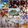 ARGAN &Atilde;�&Acirc;...