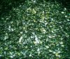 pumpkin seed