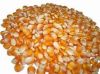 corn seed