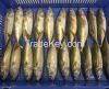 Indian Mackerel