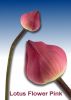 Exotic flowers