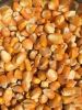 Yellow Corn/Maize for ...