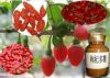 Barbury Wolfberry Frui...