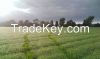 New Zealand Organic Wh...