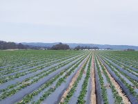 Mulch Film