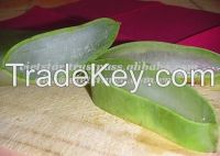 Vietnam Fresh Aloe Vera Fruit/Juice