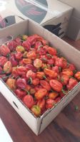 Fresh Whole Red And Orange Habanero
