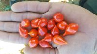 Whole Biquinho Peppers (Red Beak Peppers