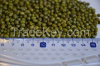 GREEN MUNG BEAN(from Argentina)