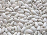 White Kidney Beans, New Crop White Beans